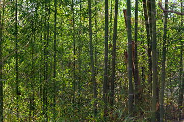 Fototapeta premium A dense thicket of very tall green bamboo