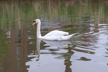 Beautiful swan swimming on a lake