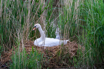 Beautiful swan on its nest in the lake