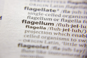 Word or phrase Flagellum in a dictionary.