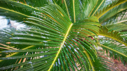 Obraz na płótnie Canvas Green leaves of Japanese Sago palm tree (Cycas revoluta) the foliage cycad palm plant.Species of gymnosperm in the family Cycadaceae.native to southern Japan.S