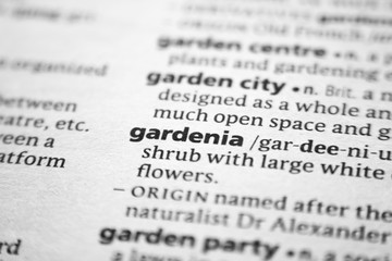 Fototapeta premium Word or phrase Gardenia in a dictionary.