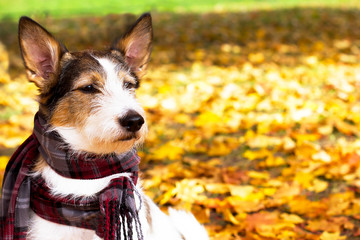 Autumn dog, a cute puppy with a scarf sits in colorful leaves in the park outside. A romantic, contented dog receives sun rays in golden autumn. Dog looks into the distance