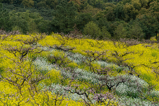 Panoramic View Of A Beautiful Field Of Purple Cherry Flowers In Full Blossom