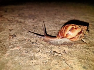 snail on stone