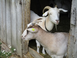Goats