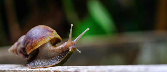 Big snail in shell crawling on road, summer day in garden, A common garden snail climbing on a stump, edible snail or escargot, is a species of large, edible, air-breathing land.