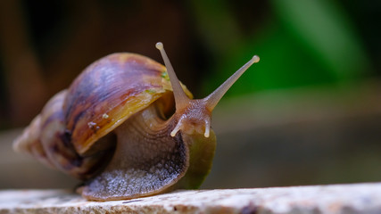 Big snail in shell crawling on road, summer day in garden, A common garden snail climbing on a...