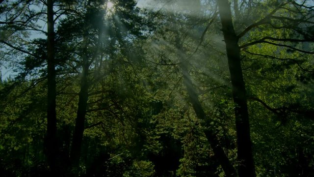 morning fog in the fores