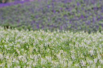 Close up shot of many white Delphinium flower blossom