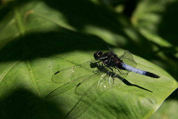 Close up shot of a beautiful dragonfly stop on a leaf