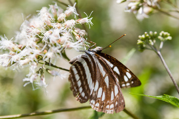 Close up shot of a Blue Tiger butterfly eating