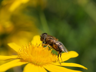 Close up shot of a fly stop on a Compositae flower