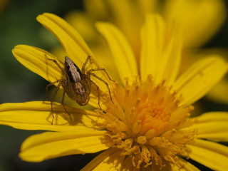 Close up shot of a spider stop on a Compositae flower