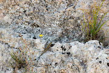 Lizard on the rock