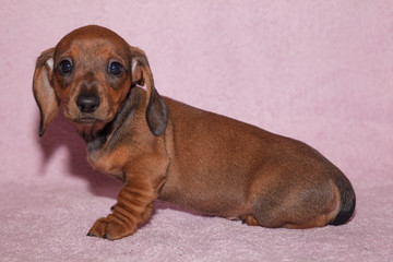 Photoshoot of dachshund puppies.