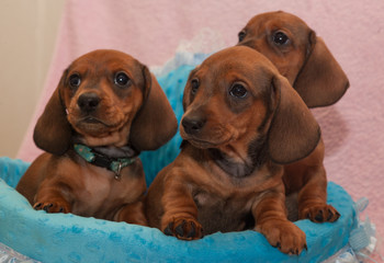 Photoshoot of dachshund puppies.