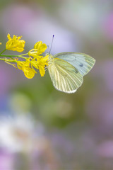 Beautiful Small White butterfly (Pieris rapae) feeding on a yellow flower in summer garden. Blurry green and pink / white background.