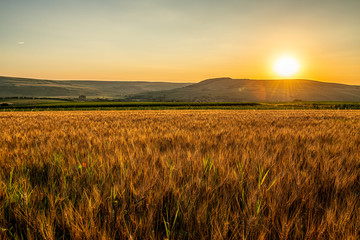 Naklejka na ściany i meble Sunrise Wheat Field Landscape