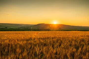 Deurstickers Sunrise Wheat Field Landscape © AlexandruPh