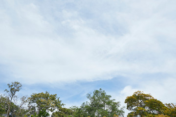 trees and sky