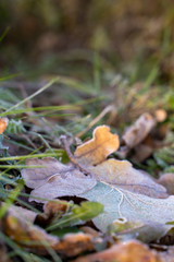 gefrorenes Blatt im Herbst auf Gras