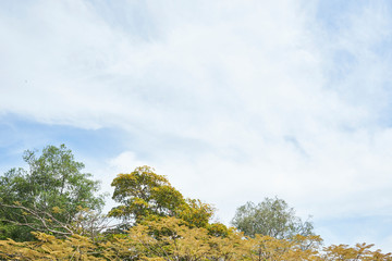 tree and blue sky