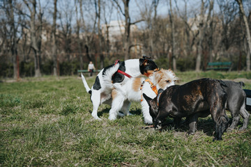  dogs playing in the park