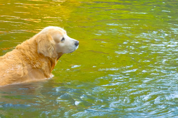 Cute golden retriever lying on nature background.