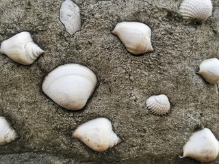 shells on the concreat