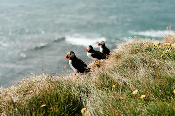 Puffin in the gras in front of the ocean