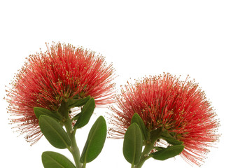 Pohutukawa - New Zealand Christmas tree background
