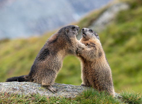 K&auml;mpfende Murmeltiere (Marmota) in den Alpen