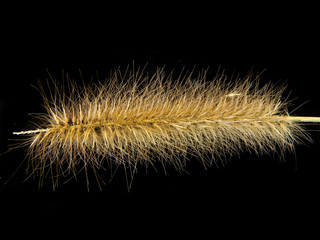 reed isolated on black background
