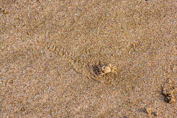 Small crab on the beach at Chao Lao Beach, Chanthaburi, Thailand.