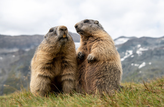Murmeltier (Marmota) in den Alpen