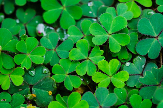 Green clover leaf isolated on white background. with three-leaved shamrocks. St. Patrick's day holiday symbol.	