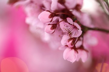 spring cherry flowers background.cherry pink flowers close-up on a blurred pink background. Spring tender floral background in pastel colors.Close up of cherry blossom flowers