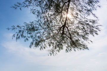 The branches of pine trees and the sky