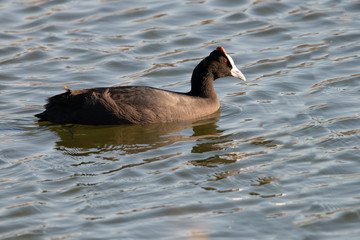 Red- Knobbed Coot in El Hondo Spain.