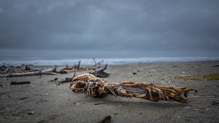 Fototapeta na wymiar Dried Tree On Sand Sea Beach