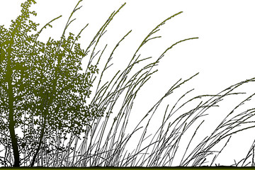 Realistic grass silhouettes (Vector illustration).Eps10