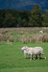 Obraz premium Sheep Vertical Image With Natural View