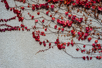 Red autumnal leaves