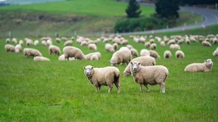 Zelfklevend Fotobehang Cattle Sheep Grazing In Meadow © Aris Suwanmalee