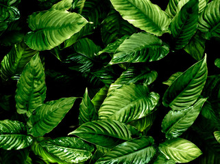 Freshness tropical leaves surface in dark tone as rife forest background