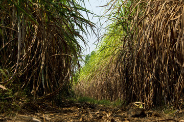 The dry cane leaves and overgrown cane flooded the head during the dirt road of the sugarcane farm