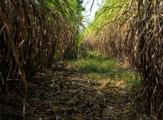 The dry cane leaves and overgrown cane flooded the head during the dirt road of the sugarcane farm