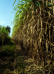 The dry cane leaves and overgrown cane flooded the head during the dirt road of the sugarcane farm