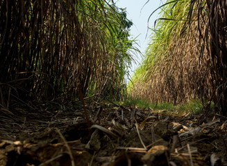 The dry cane leaves and overgrown cane flooded the head during the dirt road of the sugarcane farm